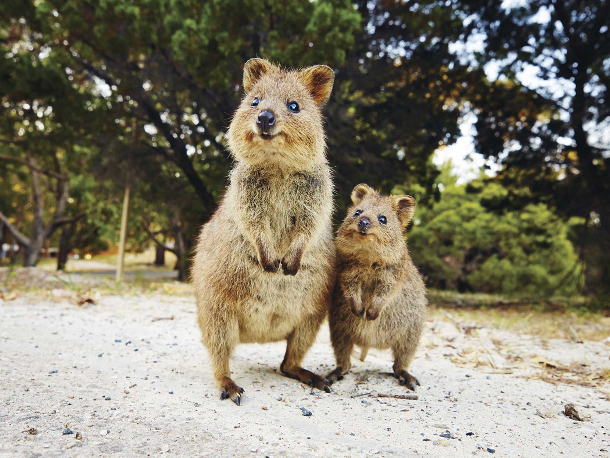 Quokkas